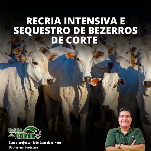 Curso RECRIA INTENSIVA - Lumina Cursos Capa do curso RECRIA INTENSIVA na Lumina Cursos